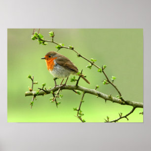 De Robin Poster