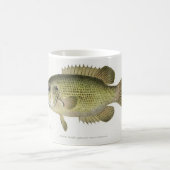 De Rock Bass Visser Mok (Center)