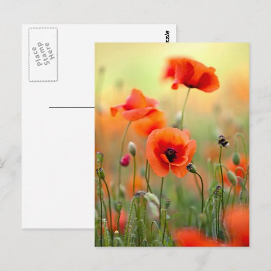 De rode Bloemen van de Papaver Briefkaart (Voorkant / Achterkant)