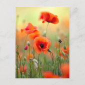 De rode Bloemen van de Papaver Briefkaart (Voorkant)