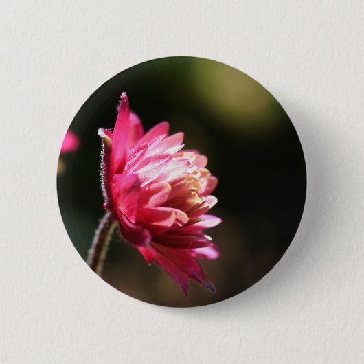 De rode BloemenKnoop van het Zonlicht van de Bloem Ronde Button 5,7 Cm (Voorkant)