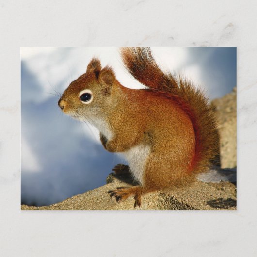De rode eekhoorn die bleef hangen briefkaart (Voorkant)