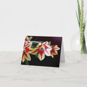 De rode en Gele Kaart van de Nota van Tulpen