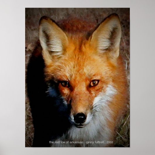 De Rode Fox van Arkansas Poster (Voorkant)