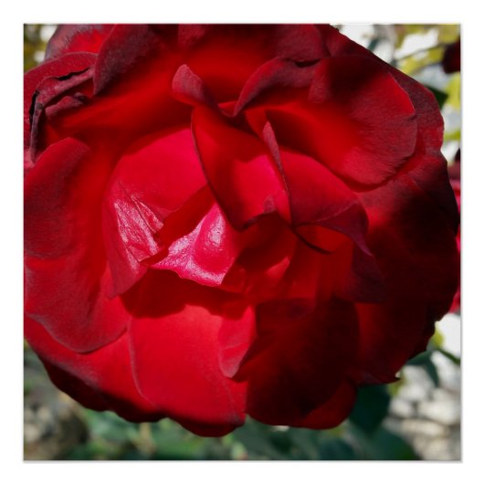 De rode herfst perfect poster (Voorkant)