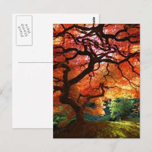 De rode Heuvel van de Boom Briefkaart (Voorkant / Achterkant)