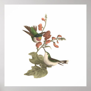 De rode Hummingbird (Trochilus colubris) Poster