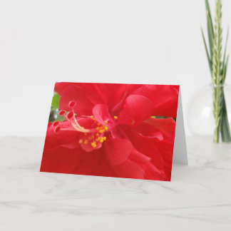 De rode Kaart van de Hibiscus