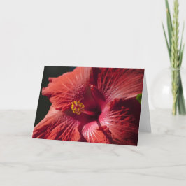 De rode Kaart van de Hibiscus