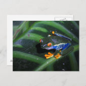 De rode Kikker van Ogen op Blad Briefkaart (Voorkant / Achterkant)