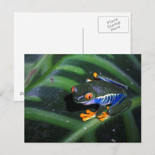 De rode Kikker van Ogen op Blad Briefkaart (Voorkant / Achterkant)