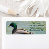 De rode Mallard Duck als Etiketten van het Adres v (Insitu)