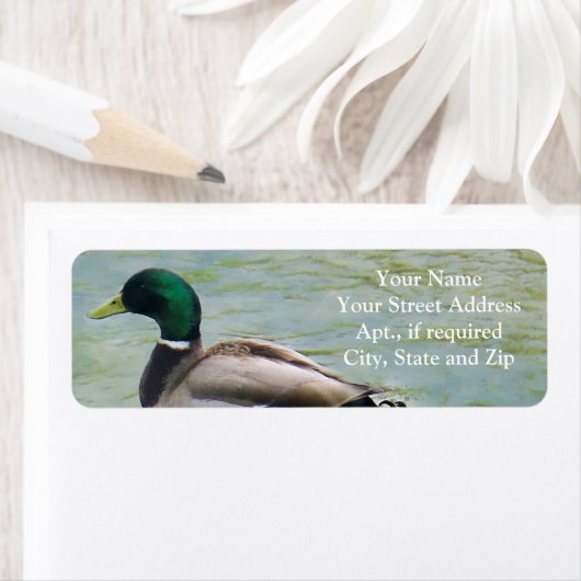 De rode Mallard Duck als Etiketten van het Adres v (Insitu)