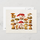 De Rode Paddestoelen van de vintage Briefkaart (Voorkant / Achterkant)