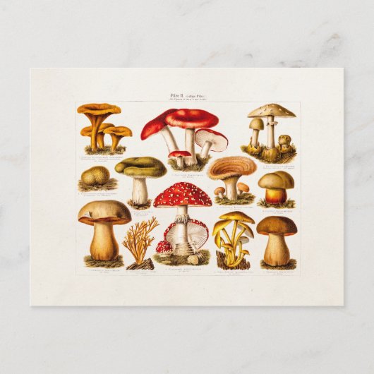 De Rode Paddestoelen van de vintage Briefkaart (Voorkant)