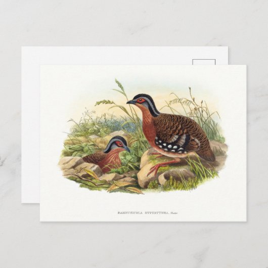 De rode patrijs (Bambusicola hyperythra) Briefkaart (Voorkant / Achterkant)