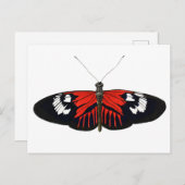 De Rode Postman Butterfly Briefkaart (Voorkant / Achterkant)