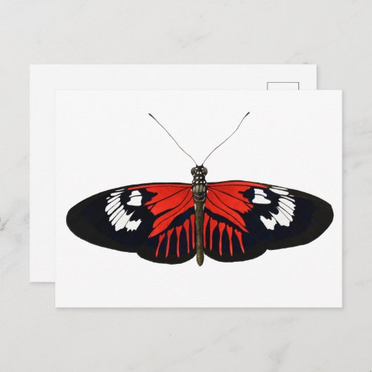 De Rode Postman Butterfly Briefkaart (Voorkant / Achterkant)