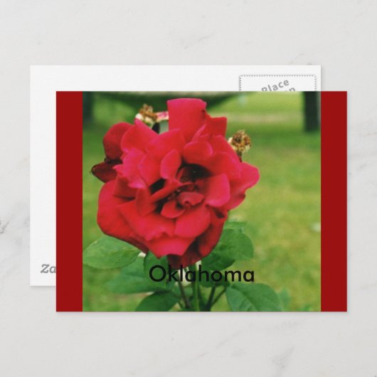 De Rode Roos Briefkaart (Voorkant / Achterkant)