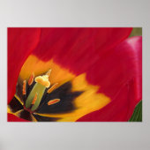 De Rode Tulp Poster (Voorkant)