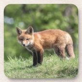 De rode Uitrusting van de Vos Drankjes Onderzetter (Voorkant)