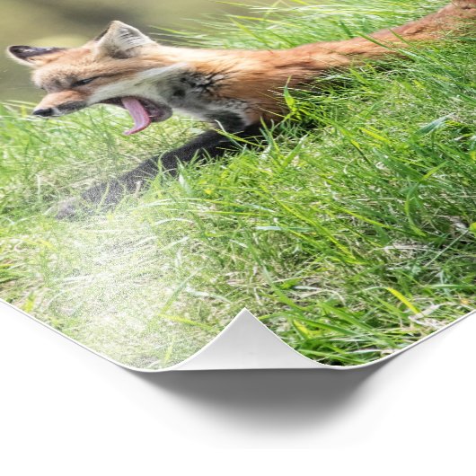 De rode Uitrusting van de Vos Foto Afdruk (Hoek)