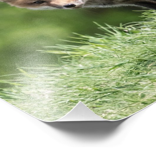 De rode Uitrusting van de Vos Foto Afdruk (Hoek)