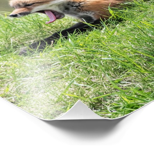 De rode Uitrusting van de Vos Foto Afdruk (Hoek)