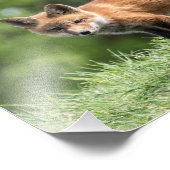 De rode Uitrusting van de Vos Foto Afdruk (Hoek)