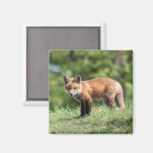De rode Uitrusting van de Vos Magneet (Voorkant / Achterkant)