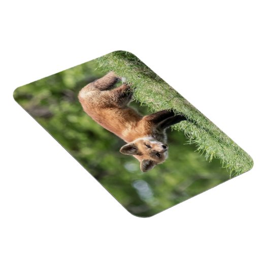 De rode Uitrusting van de Vos Magneet (Rechterzijde)