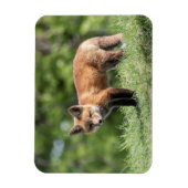 De rode Uitrusting van de Vos Magneet (Verticaal)