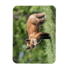 De rode Uitrusting van de Vos Magneet