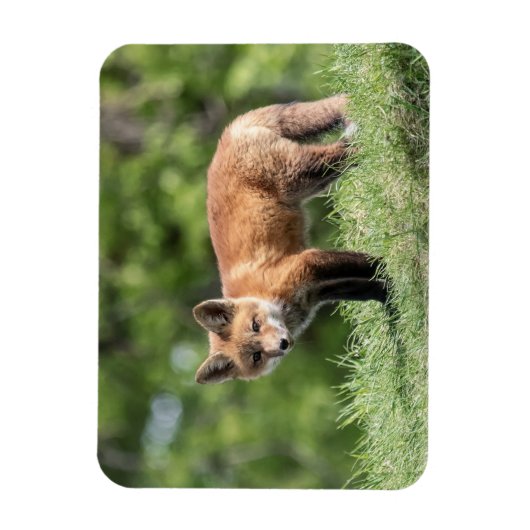 De rode Uitrusting van de Vos Magneet (Verticaal)