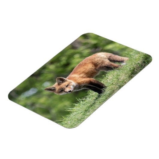 De rode Uitrusting van de Vos Magneet (Linkerzijde)