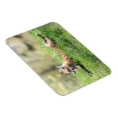 De rode Uitrusting van de Vos Magneet (Rechterzijde)