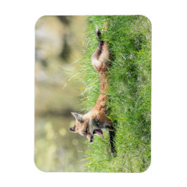 De rode Uitrusting van de Vos Magneet