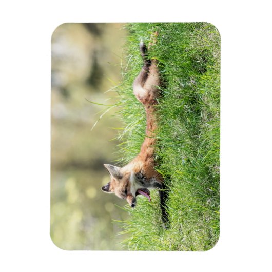 De rode Uitrusting van de Vos Magneet (Verticaal)