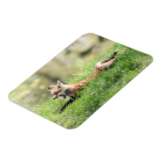 De rode Uitrusting van de Vos Magneet (Linkerzijde)