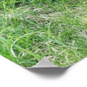 De rode Uitrustingen van de Vos Poster (Hoek)