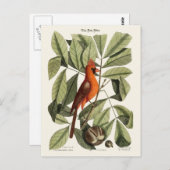 De rode vogel briefkaart (Voorkant / Achterkant)