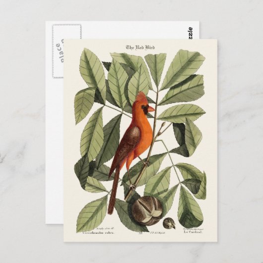 De rode vogel briefkaart (Voorkant / Achterkant)