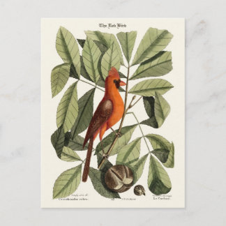 De rode vogel briefkaart