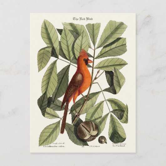 De rode vogel briefkaart (Voorkant)
