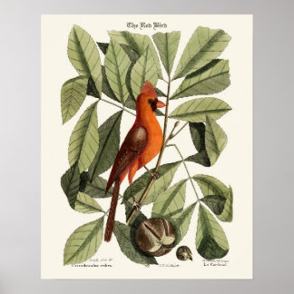 De rode vogel - Seligmann Poster