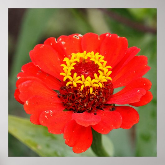 De Rode Zinnia Poster (Voorkant)