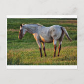 De Romeinse merrie Briefkaart (Voorkant)