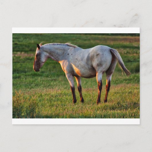 De Romeinse merrie Briefkaart (Voorkant)