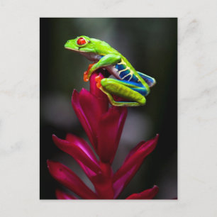 De rood-eyed Kikker van de Boom Briefkaart