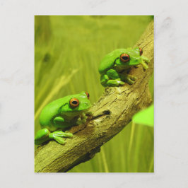 De rood-eyed Kikkers van de Boom Feestdagenkaart